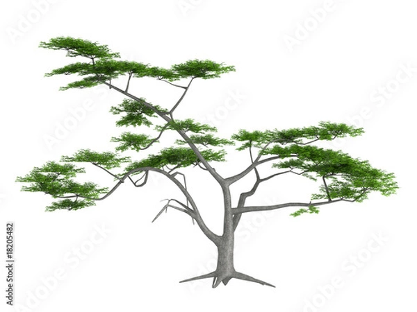 Fototapeta Whitethorn_acacia_(Acacia_constricta)