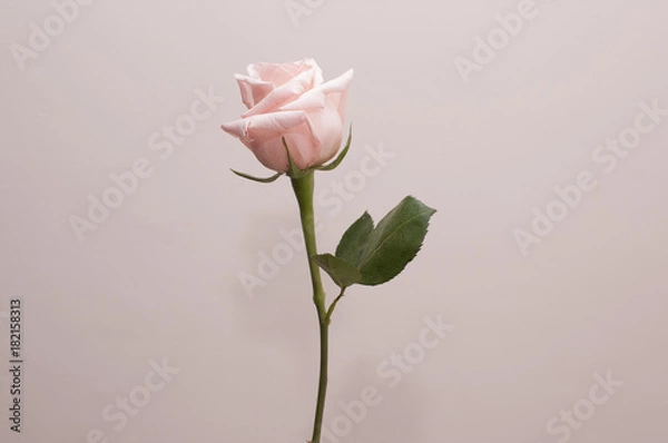 Fototapeta Single rose on colour background isolated, front view