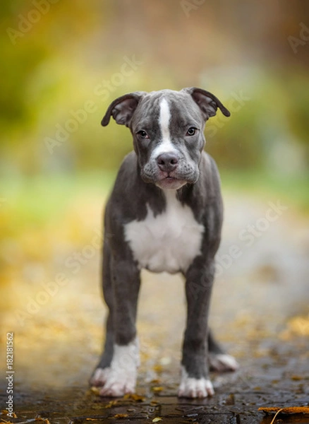 Fototapeta Puppy American Pit Bull Terrier in rainy weather