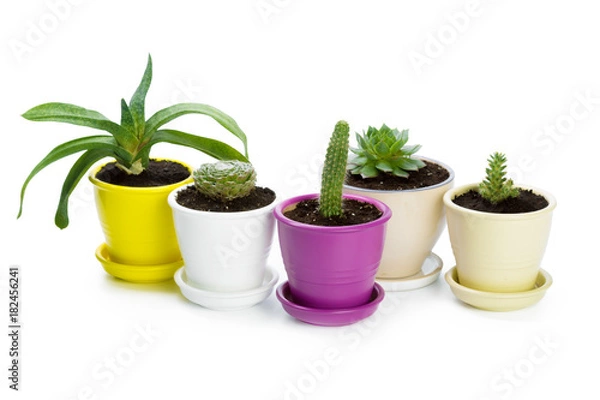 Obraz succulents plant in pot on white background