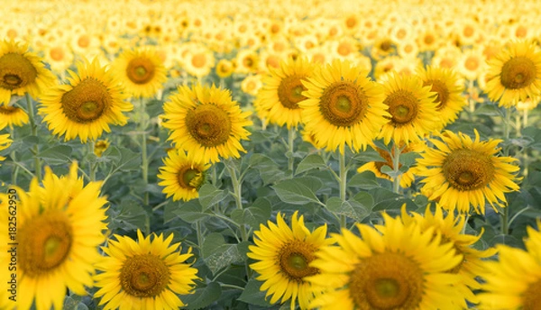 Fototapeta beautiful sunflower fields in garden,