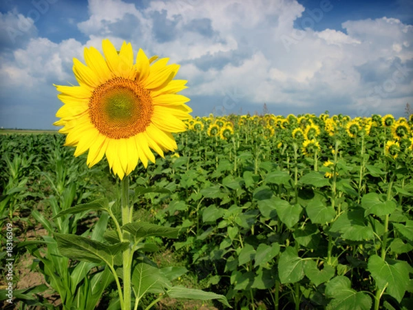 Fototapeta Sunflower field