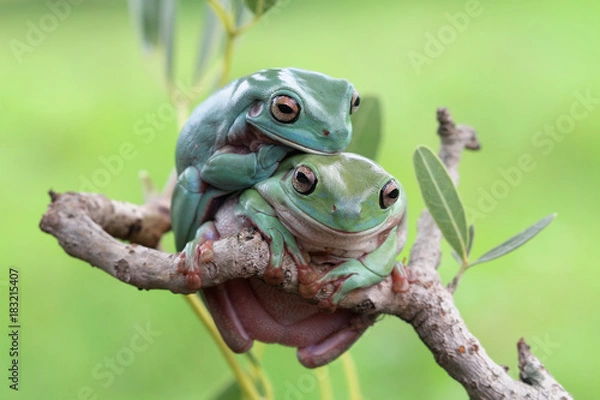 Fototapeta Tree frog, dumpy frog on branch