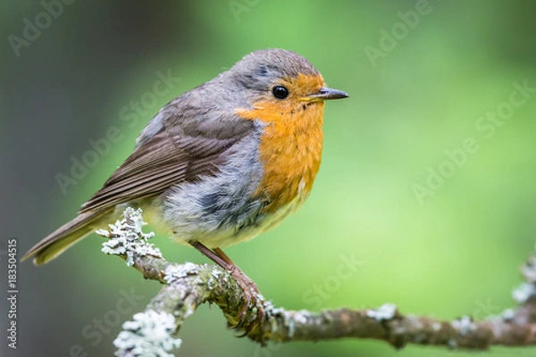 Fototapeta Redbreast