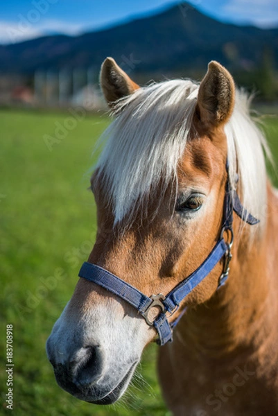 Fototapeta Horse Portrait In Germany