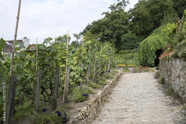 Obraz Vigne de Montmartre