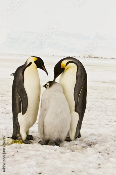 Fototapeta The family of the Emperor penguin(aptenodytes forsteri)colony on the ice of Davis sea,Eastern Antarctica