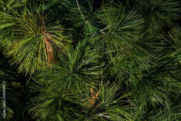 Fototapeta Background Christmas tree branches new year green