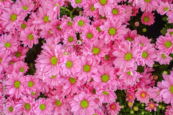 Fototapeta Beautiful pink flower blooming in a garden