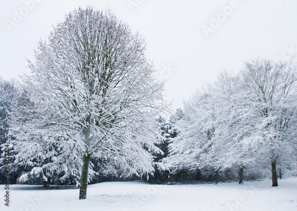 Fototapeta snow covered tree in Düsseldorf, Germany