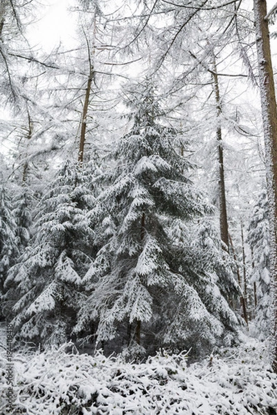 Fototapeta Winter im Wald 