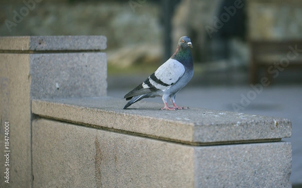 Fototapeta Dove in afoolr of the street