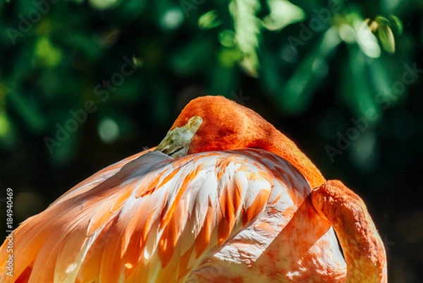 Fototapeta Pink Flamingo Bird Portrait In Wilderness