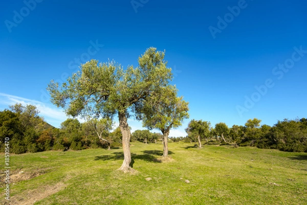 Fototapeta Wild Olive trees at the country road in Greece