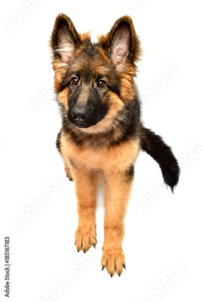 Fototapeta Fluffy German Shepherd dog isolated on white background. Puppy is beautiful, funny and attentive. Portrait, close-up. Sits and looks closely. Good, plush