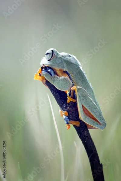 Obraz Tree frog, flying frog, Javan tree frog