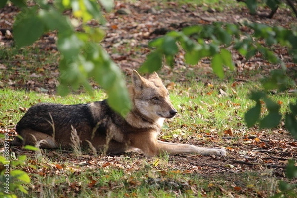 Fototapeta Wolf