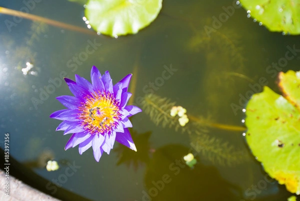 Fototapeta Closed up purple lotus flower