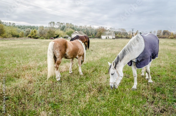 Fototapeta Horses grazing in the autumn 