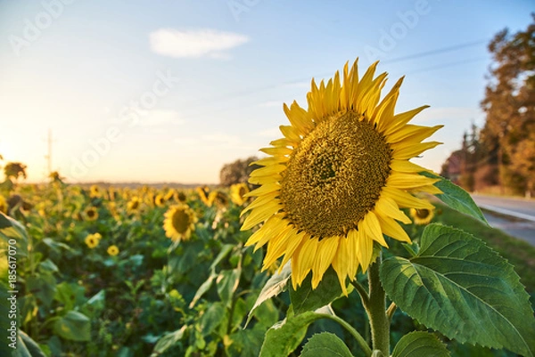 Fototapeta Sunflower at the field