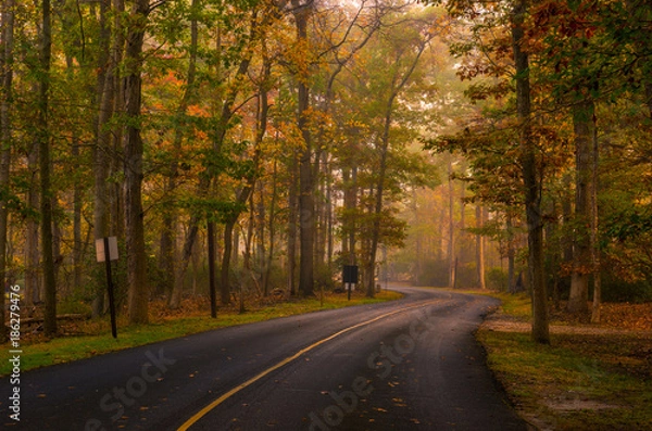 Fototapeta Autumn forest road scenery with colorful foggy trees 