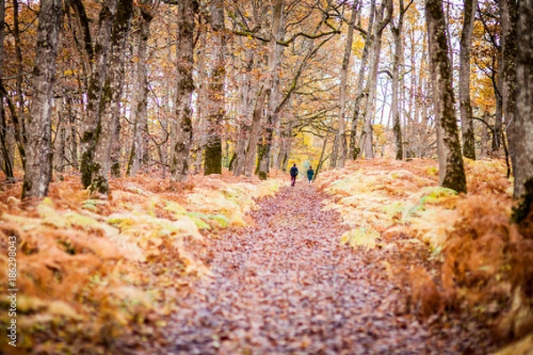 Fototapeta Chemin des sous-bois du Château de Candé