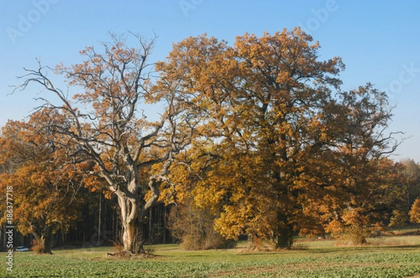 Fototapeta Eichen bei Langenburg im Herbst