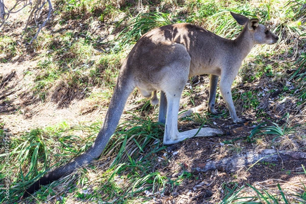 Fototapeta Eastern Grey Kangaroo at Amity Point Lookout Walk