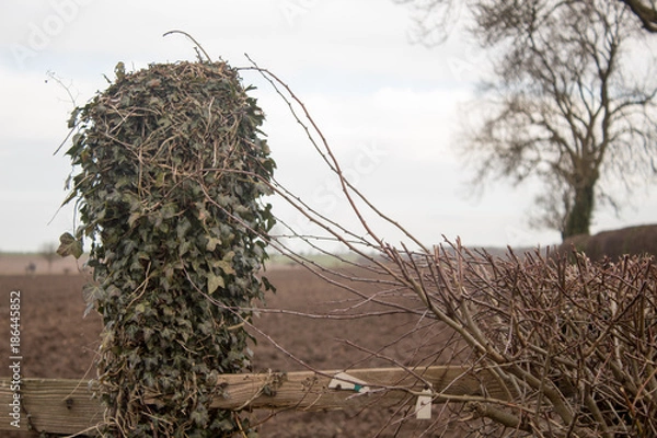 Fototapeta Hedgerow Growing Over Fence