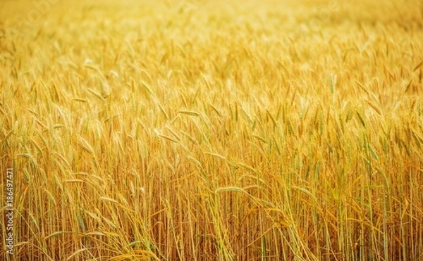 Obraz Wheat Field Farmland