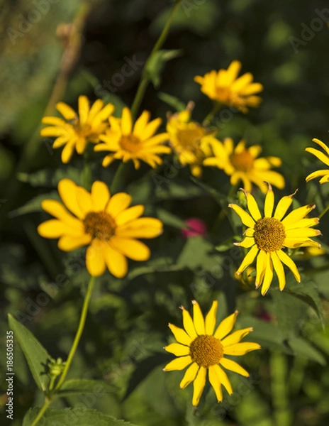 Fototapeta Spring background with beautiful yellow flowers in the garden