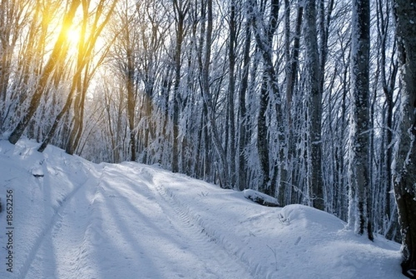 Fototapeta winter forest