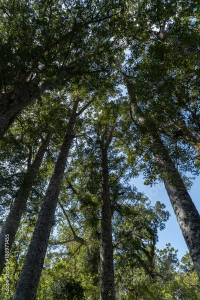 Fototapeta Wysokie drzewa kauri w gaju w lesie Puketi w północnej części Nowej Zelandii