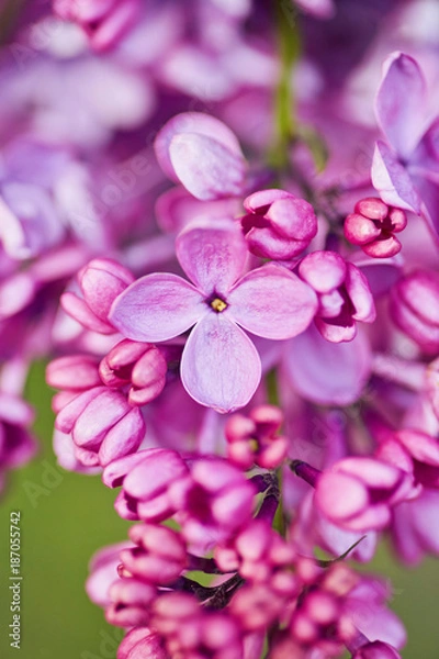 Obraz Macro image of spring lilac violet flowers