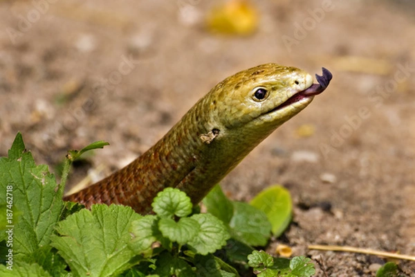 Fototapeta Scheltopusik flicking its tongue