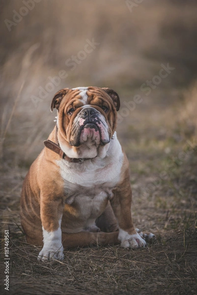 Fototapeta Portait of beautiful English bulldog on the field,selective focus