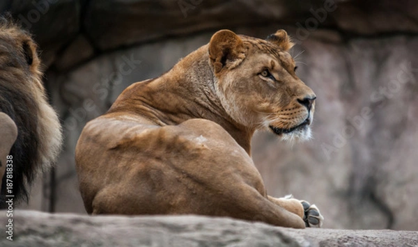 Fototapeta female lion in captivity