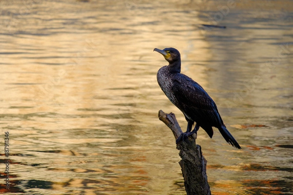 Obraz Nature photography - a black cormorant along the banks of the Tiber (Rome, Italy, Europe). (