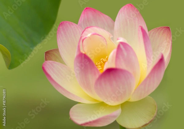 Fototapeta Holy lotus flower with yellow heart