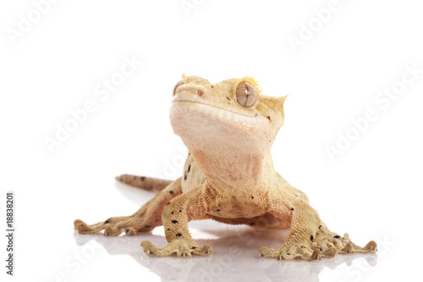 Fototapeta Crested Gecko