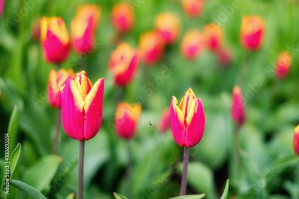 Fototapeta Tulpen als Frühlingsbote