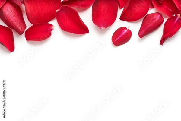 Fototapeta Red rose flower petal banner. Rose petals isolated on a white background.