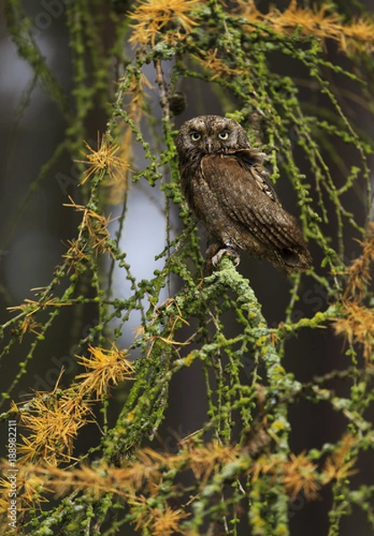 Fototapeta Eurasian scops owl