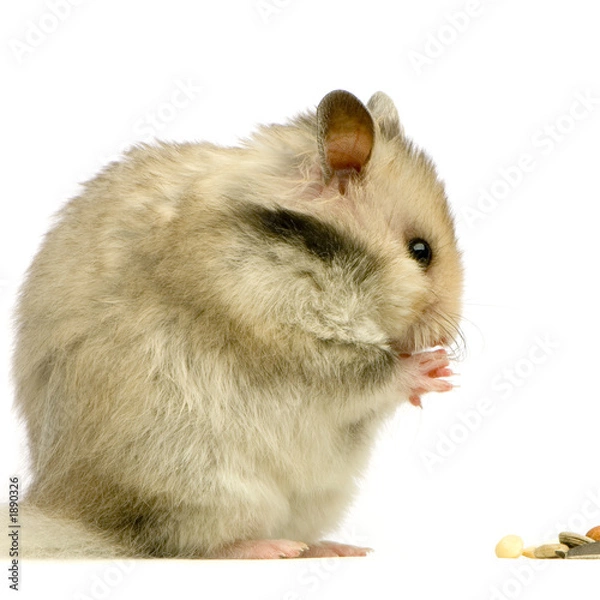 Fototapeta hamster