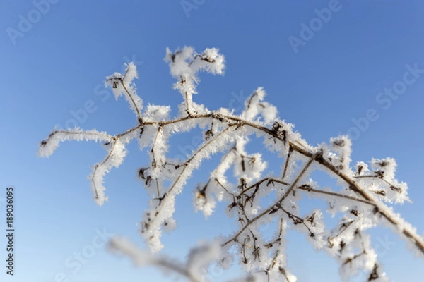 Fototapeta grass covered with frost.