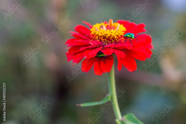 Fototapeta Tithonia rotundifolia and Micraspis discolor in Kanchanaburi Thailand.