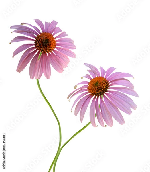 Fototapeta Echinacea purpurea coneflower Flowers isolated on white background