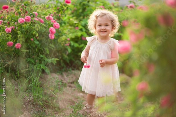 Fototapeta Pretty curly child girl is walking in spring garden with pink blossom roses flowers, sunset time