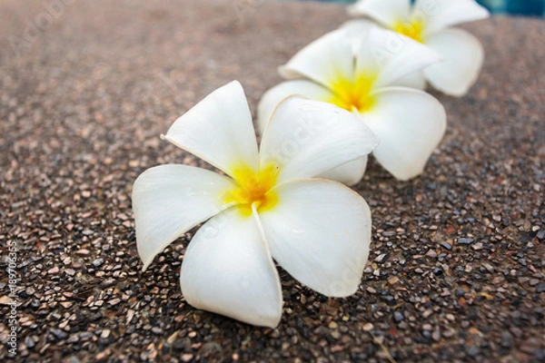 Fototapeta Frangipani flowers close up shot