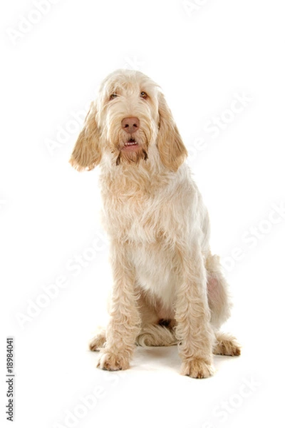 Fototapeta Spinone Italiano ,Italian pointer dog isolated on white